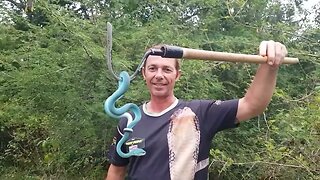 Awesome Blue Viper Snake! snakes vipers reptiles Corey Wild