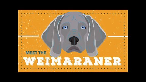 Weimaraner | CKC Breed Facts & Profile