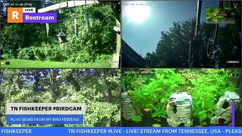 TN FISHKEEPER™ 🐠 #BIRDCAM #5