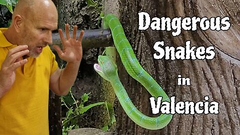 DANGEROUS SNAKE ENCOUNTER | VALENCIA, PHILIPPINES