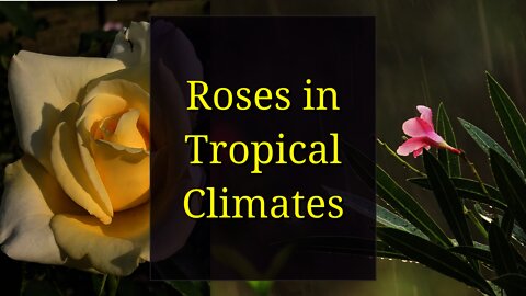 Roses in Tropical Climates