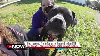 Dog found in dumpster on route to landfill