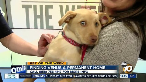 Pet of the Week: Venus