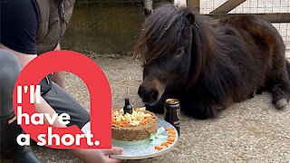 Guinness loving pony celebrates birthday