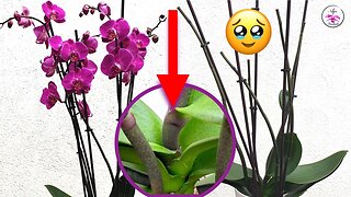 🤞🏼How I intend to grow a keiki on a phalaenopsis with a Terminal Spike 🤞🏼 Phase 1 #ninjaorchids