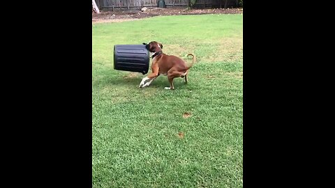 Boxer Hilariously Spins Bin In Circles
