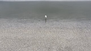 Snowy Egret in Paradise- 8/26/2021- 4K