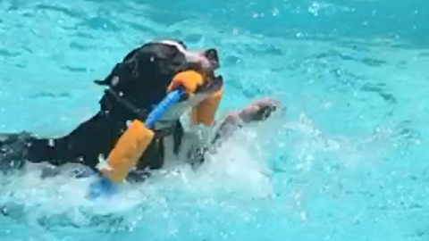 Pit Bull's swimming skills are not very graceful