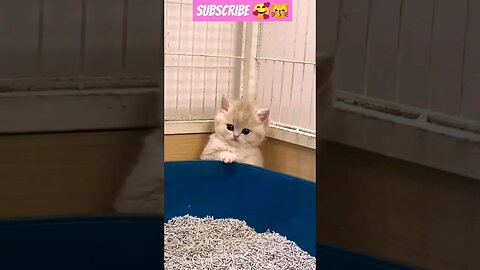"You Won't Believe What This Cat Does Next!"🥰😽 #shortsfeed #youtubepets #catvideos