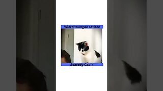 Weird Tongue action! Spooked Cat! funny cat and dog videos #shorts #funny