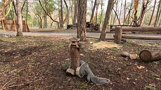 Grey Squirrels SLO-MO Format