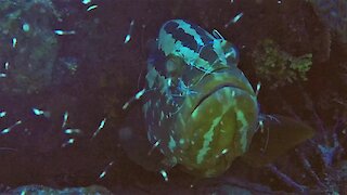 Giant grouper gets his face cleaned by brave little shrimp