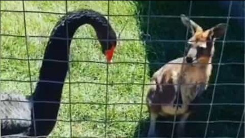 Cisne se revolta e ataca wallaby em parque