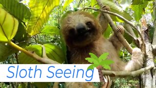 SLOTH SEEING // Must Do Tourism Adventure In COSTA RICA [2022]