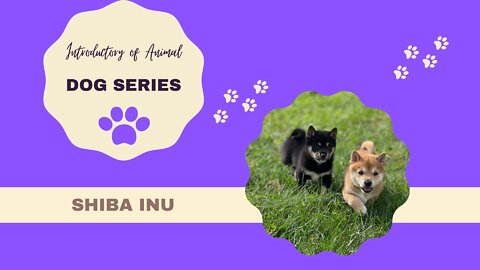 How to select the right pet for you? | Learn Dog Breed with cute fun facts in 2 mins! (Shiba Inu)