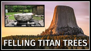 FELLING TITAN TREES!