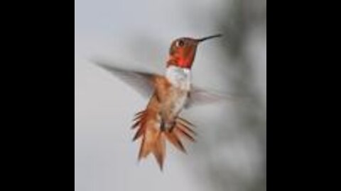 Interesting facts about Hummingbirds 7