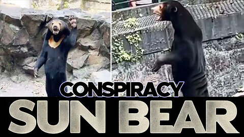 🐻Sun Bears at zoo are being questions as possible MAN IN A BEAR SUIT🐻