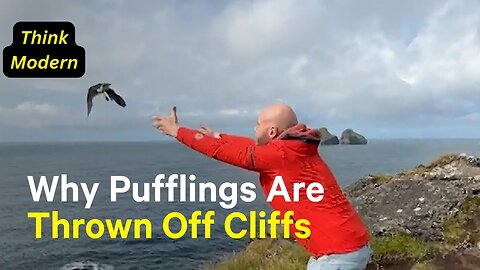 Why People Are Throwing Baby Puffins Off Cliffs in Iceland