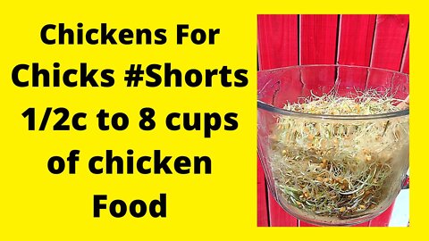 Sprouting Seeds In A Jar From Half Cup of Seeds #Shorts