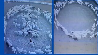 Why the flock of sheep in China were moving in Circle for 15 days?