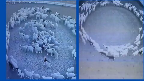 Why the flock of sheep in China were moving in Circle for 15 days?