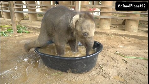 Baby Elephant Chaba First Time In The BathTub_ AnimalPlanet12 _(1080P_60FPS).mp4
