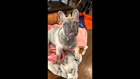 Happy New Year #cutepuppy #cutepet #cutefrenchie #cutedog #cutenurf