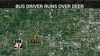 School bus driver drives over injured deer to end suffering