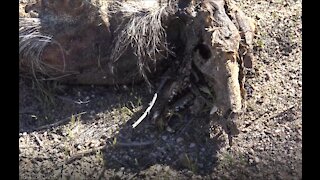 Dead Carcass of a Javalina