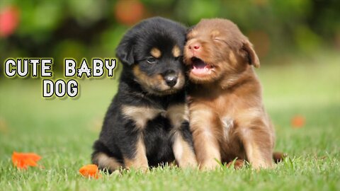 Cute Baby Dogs, How to introduce Dogs and Babies