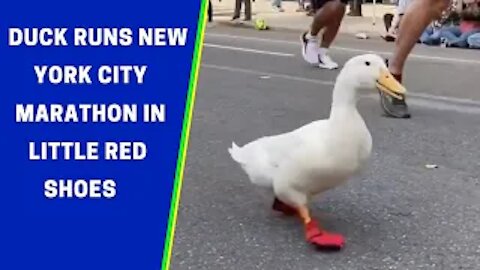 Duck Runs New York City Marathon In Little Red Shoes News