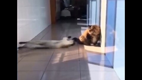 Cat slide didn't stop until BIG cat run Away....Funny CATS...Funny Animals