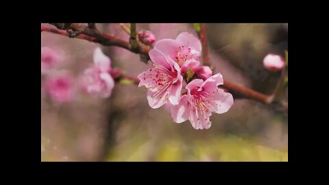 Meditation music - Cherry Blossoms| Mental wellness,relaxation, nature sounds, bird sounds, study