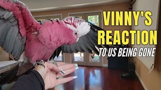 My Galah Cockatoo, Vinny is so MAD! ;;;;;;;]]]]]'''''''''''\,≤≤≤,,,kj fc 💬Vinny Subtitles