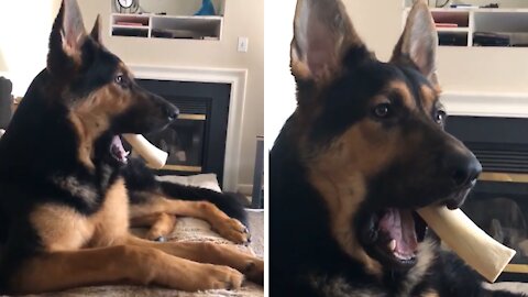 Shocked dog can’t believe the gossip he's hearing