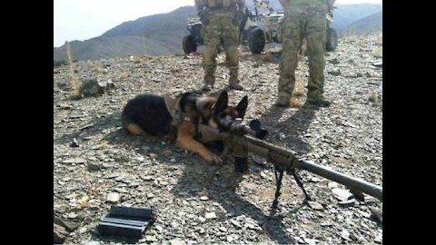 German shepherd dogs shooting there shot