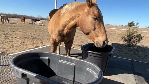 Horse Water Heater To Prevent Freezing - Horses Need Water To Stay Warm - ICE Is NOT Water