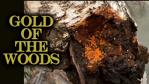 CHAGA - The GOLD of the WOODS in Pennsylvania