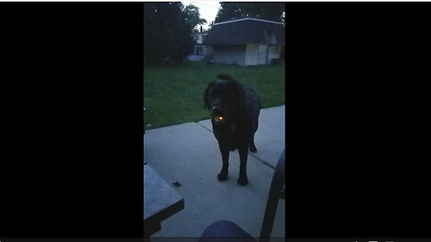 Labrador Catches Fireflies And Flashes A Glowing Smile At The Camera