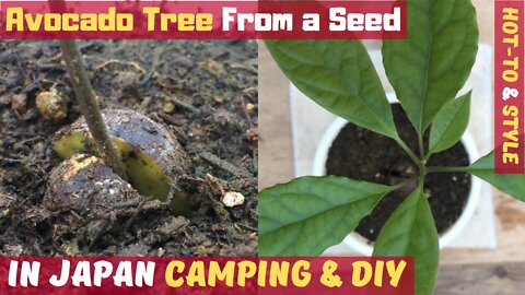 🥑 How to Grow an Avocado Tree from Seed! 🌴