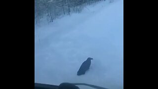 Crow stop truck in snow!