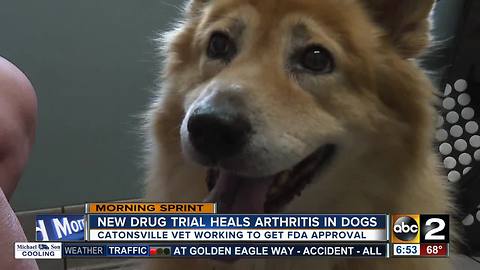 New drug trial heals dogs of arthritis