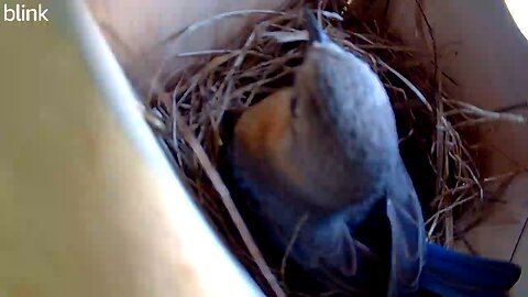 Female softening the edges of the nest