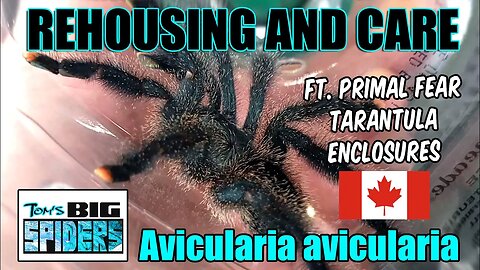 Avicularia Avicularia "Pinktoe" Care Ft. Primal Fear Tarantula Enclosures