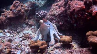 Octopus disguises itself with amazing color scheme