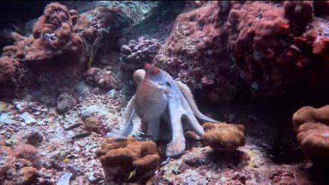 Octopus disguises itself with amazing color scheme