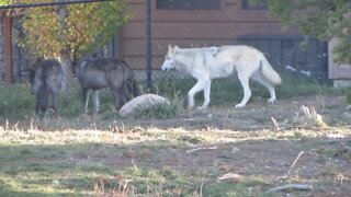 Wolves of West Yellowstone