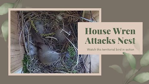 House Wren Attacks Sparrow's Nest