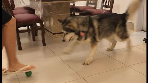 Alaskan Malamute playing with a ball